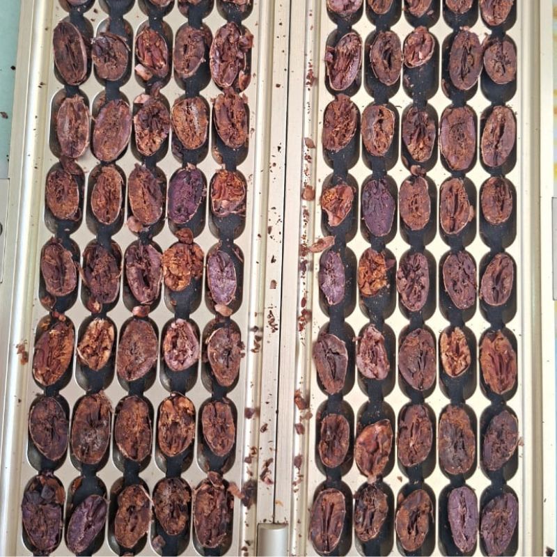 Standard cut-test array showing fully fermented internal brown striations